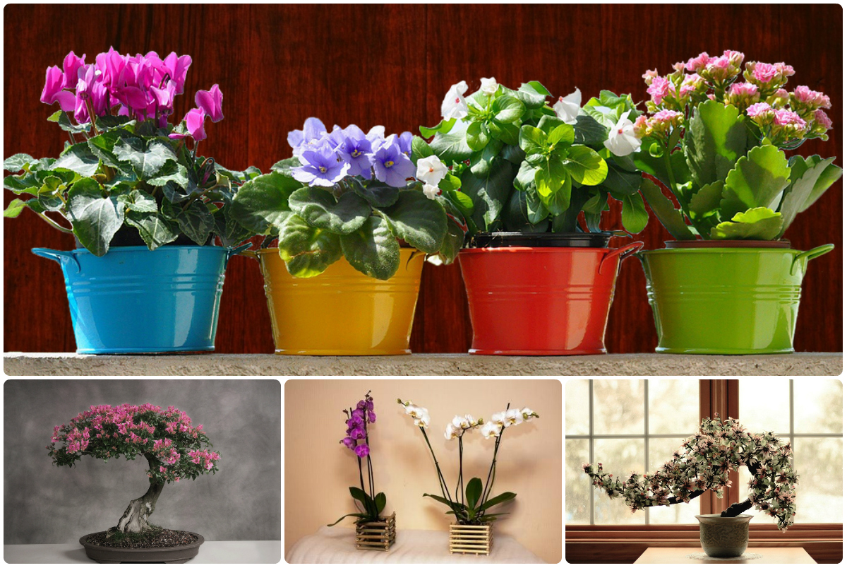 Купить растения в интернет-магазине Artplants
